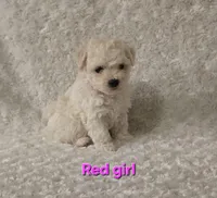 Red collar, a female Bichon Frise for sale in Homeland, CA – Photo 1 of 3