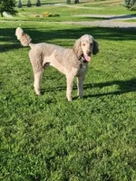 Champ, a male Poodle - Standard  for sale in Lewisburg, PA – Photo 2 of 4