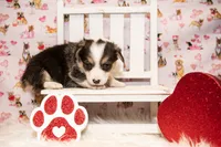 Yellow, a male Pembroke Welsh Corgi for sale in Dobson, NC – Photo 3 of 7