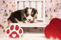 Yellow, a male Pembroke Welsh Corgi for sale in Dobson, NC – Photo 6 of 7