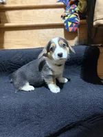 Yellow, a male Pembroke Welsh Corgi for sale in Dobson, NC – Photo 7 of 7