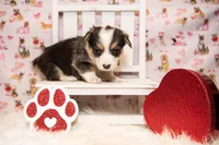 Yellow, a male Pembroke Welsh Corgi for sale in Dobson, NC – Photo 5 of 7