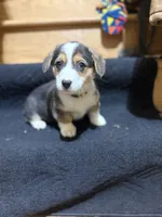 Yellow, a male Pembroke Welsh Corgi for sale in Dobson, NC – Photo 1 of 7