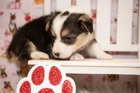 Yellow, a male Pembroke Welsh Corgi for sale in Dobson, NC – Photo 4 of 7