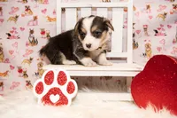 Yellow, a male Pembroke Welsh Corgi for sale in Dobson, NC – Photo 2 of 7
