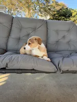 Pink, a female Pembroke Welsh Corgi for sale in Dobson, NC – 3 of 5