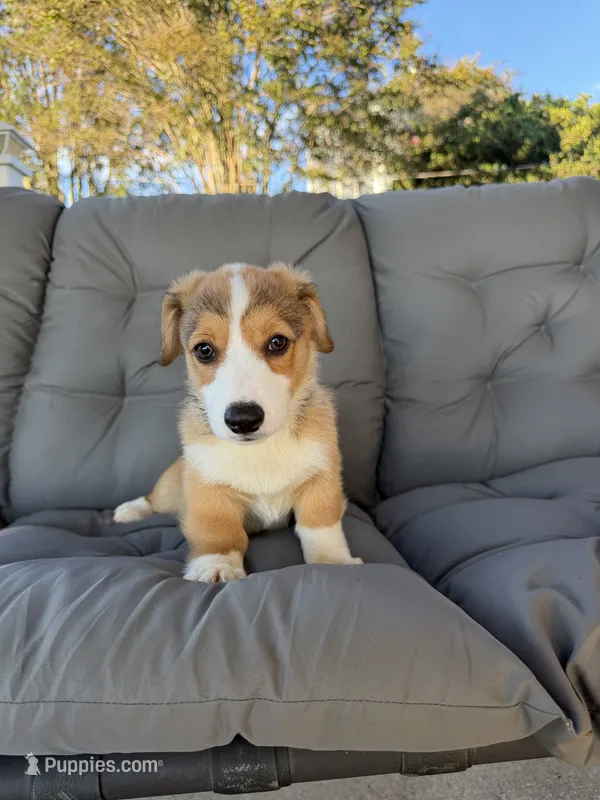 Pink – Pembroke Welsh Corgi puppy for sale in Dobson, NC
