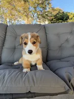 Pink, a female Pembroke Welsh Corgi for sale in Dobson, NC – 1 of 5