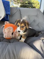 Blue , a male Pembroke Welsh Corgi for sale in Dobson, NC – 3 of 4