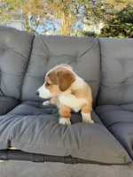 Pink, a female Pembroke Welsh Corgi for sale in Dobson, NC – 4 of 5
