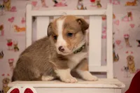 Green, a male Pembroke Welsh Corgi for sale in Dobson, NC – Photo 4 of 7