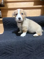 Green, a male Pembroke Welsh Corgi for sale in Dobson, NC – Photo 1 of 7