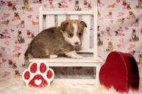 Green, a male Pembroke Welsh Corgi for sale in Dobson, NC – Photo 3 of 7