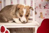 Green, a male Pembroke Welsh Corgi for sale in Dobson, NC – Photo 2 of 7