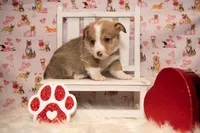 Green, a male Pembroke Welsh Corgi for sale in Dobson, NC – Photo 6 of 7