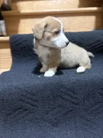 Green, a male Pembroke Welsh Corgi for sale in Dobson, NC – Photo 7 of 7