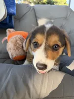 Blue , a male Pembroke Welsh Corgi for sale in Dobson, NC – 1 of 4