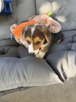 Blue , a male Pembroke Welsh Corgi for sale in Dobson, NC – 2 of 4