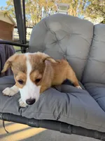 Pink, a female Pembroke Welsh Corgi for sale in Dobson, NC – 5 of 5