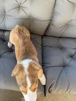 Pink, a female Pembroke Welsh Corgi for sale in Dobson, NC – 2 of 5