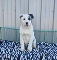 Lucky Charms, a female Dalmatian and Australian Shepherd for sale in Bethany, IL – Photo 4 of 6