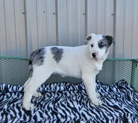 Lucky Charms, a female Dalmatian and Australian Shepherd for sale in Bethany, IL – Photo 1 of 6