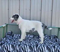 Lucky Charms, a female Dalmatian and Australian Shepherd for sale in Bethany, IL – Photo 2 of 6