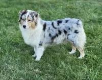 Lucky Charms, a female Dalmatian and Australian Shepherd for sale in Bethany, IL – Photo 6 of 6