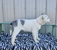 Lucky Charms, a female Dalmatian and Australian Shepherd for sale in Bethany, IL – Photo 3 of 6