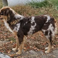 Oaklee, a female Australian Shepherd for sale in Bethany, IL – Photo 4 of 7