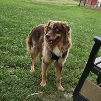 Oaklee, a female Australian Shepherd for sale in Bethany, IL – Photo 6 of 7