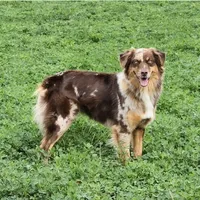 Oaklee, a female Australian Shepherd for sale in Bethany, IL – Photo 2 of 7