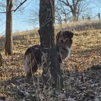 Oaklee, a female Australian Shepherd for sale in Bethany, IL – Photo 7 of 7