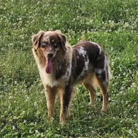 Oaklee, a female Australian Shepherd for sale in Bethany, IL – Photo 3 of 7