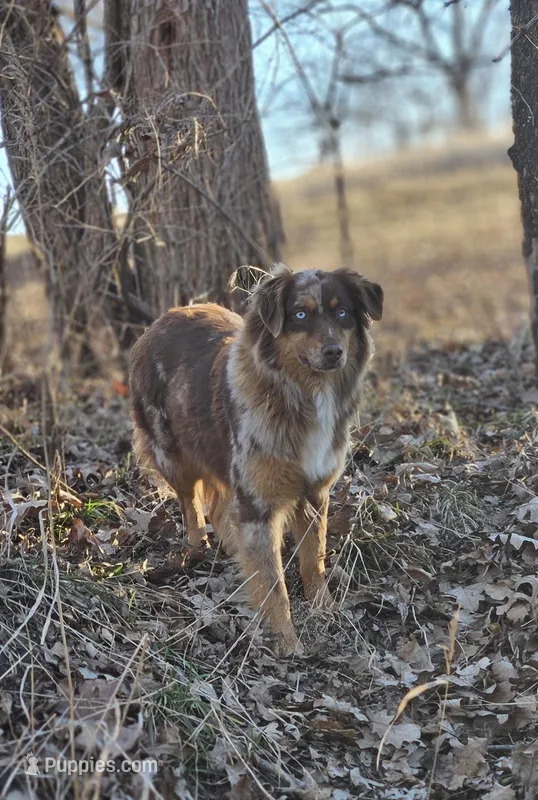 Oaklee – Australian Shepherd puppy for sale in Bethany, IL