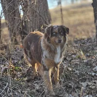 Oaklee, a female Australian Shepherd for sale in Bethany, IL – Photo 1 of 7
