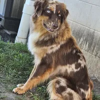Oaklee, a female Australian Shepherd for sale in Bethany, IL – Photo 5 of 7
