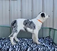 Cheerios, a male Dalmatian and Australian Shepherd for sale in Bethany, IL – Photo 4 of 6