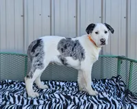 Cheerios, a male Dalmatian and Australian Shepherd for sale in Bethany, IL – Photo 1 of 6