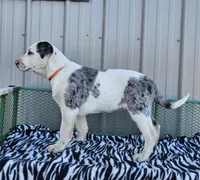 Cheerios, a male Dalmatian and Australian Shepherd for sale in Bethany, IL – Photo 3 of 6