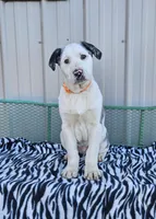 Cheerios, a male Dalmatian and Australian Shepherd for sale in Bethany, IL – Photo 2 of 6