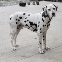 Cookie Crisp, a male Dalmatian and Australian Shepherd for sale in Bethany, IL – Photo 6 of 6