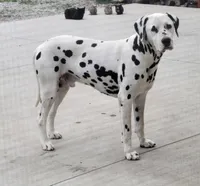 Cookie Crisp, a male Dalmatian and Australian Shepherd for sale in Bethany, IL – Photo 6 of 6