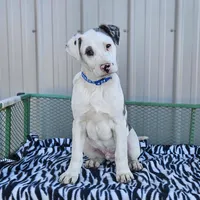Cookie Crisp, a male Dalmatian and Australian Shepherd for sale in Bethany, IL – Photo 3 of 6
