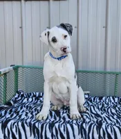 Cookie Crisp, a male Dalmatian and Australian Shepherd for sale in Bethany, IL – Photo 3 of 6