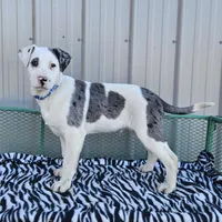 Cookie Crisp, a male Dalmatian and Australian Shepherd for sale in Bethany, IL – Photo 1 of 6