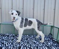 Cookie Crisp, a male Dalmatian and Australian Shepherd for sale in Bethany, IL – Photo 1 of 6