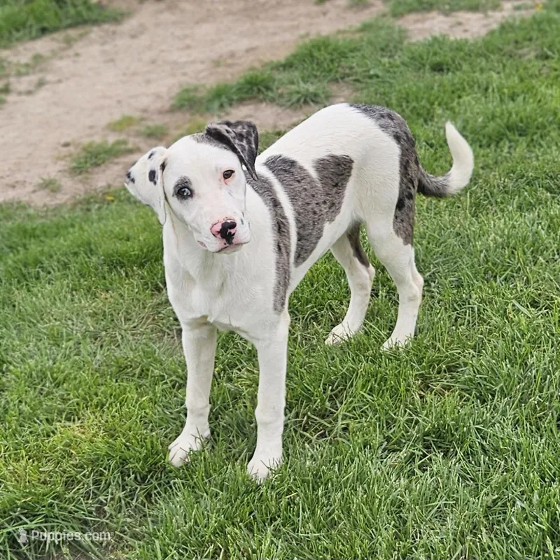Cookie Crisp – Dalmatian, Australian Shepherd puppy for sale in Bethany, IL