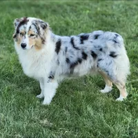 Cookie Crisp, a male Dalmatian and Australian Shepherd for sale in Bethany, IL – Photo 5 of 6