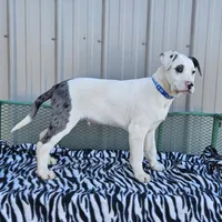 Cookie Crisp, a male Dalmatian and Australian Shepherd for sale in Bethany, IL – Photo 2 of 6